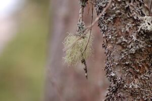 Lichen-on-a-tree.jpg